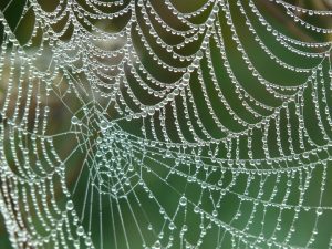Healthy fascia is like a spider's web. It is highly organized in a functional structure.