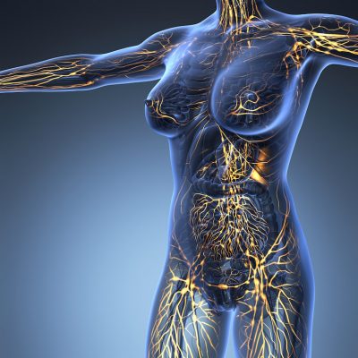 lymphatic system - lymphatic massage Albuquerque