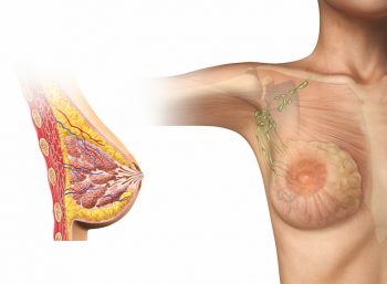 Lymphatic Diagram of the Breast Albuquerque Breast Health Post-operative recovery therapy