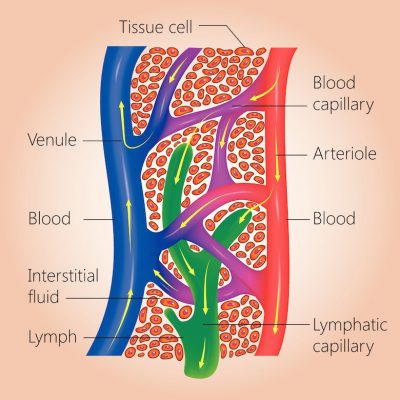 what lymph is - what lymph does - lymphatic massage Albuquerque