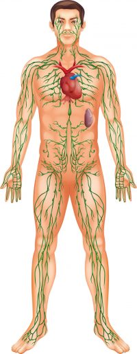 lymphatic system with the heart