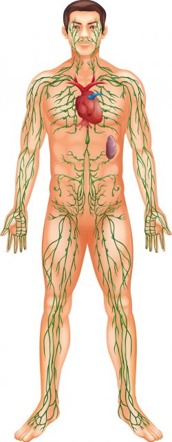 Lymphatic system - electro-lymphatic therapy