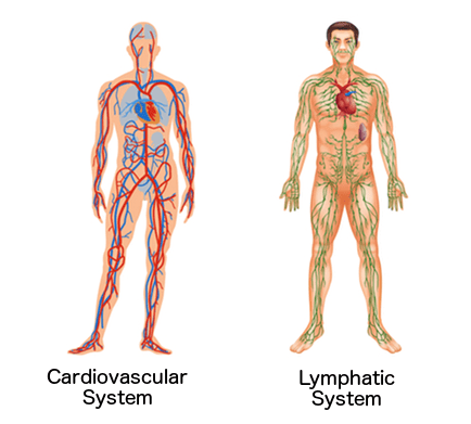 Cardiovascular Stystem and Lymphatic System