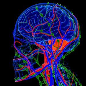 Head, neck, and brain lymphatics